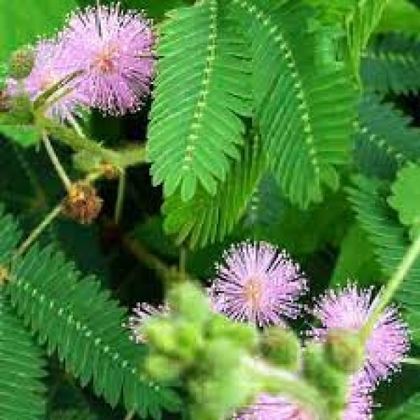 Mimosa Pudica, Touch me not  - Seeds(1Kg)